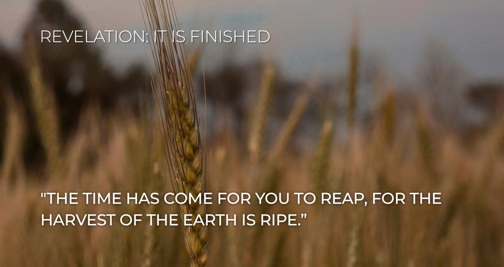 The Coming Harvest || Revelation 14