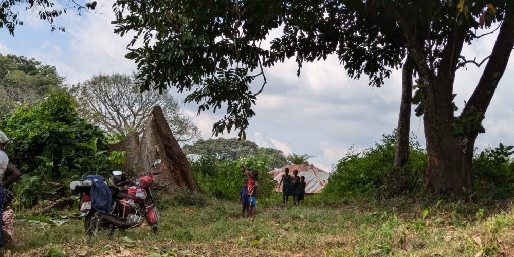 Tree that was used for sacrifice has been cut down_copy