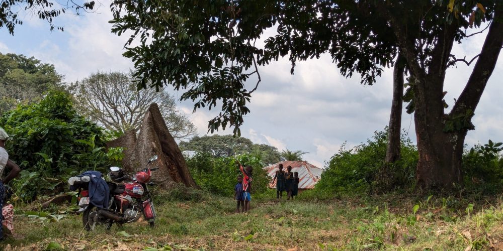 Tree that was used for sacrifice has been cut down_copy